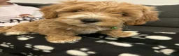 Havapoo dogs for sale:  READY TO GO afterTuesdayLovely havapoos,2Girls1Bo - Advert 4