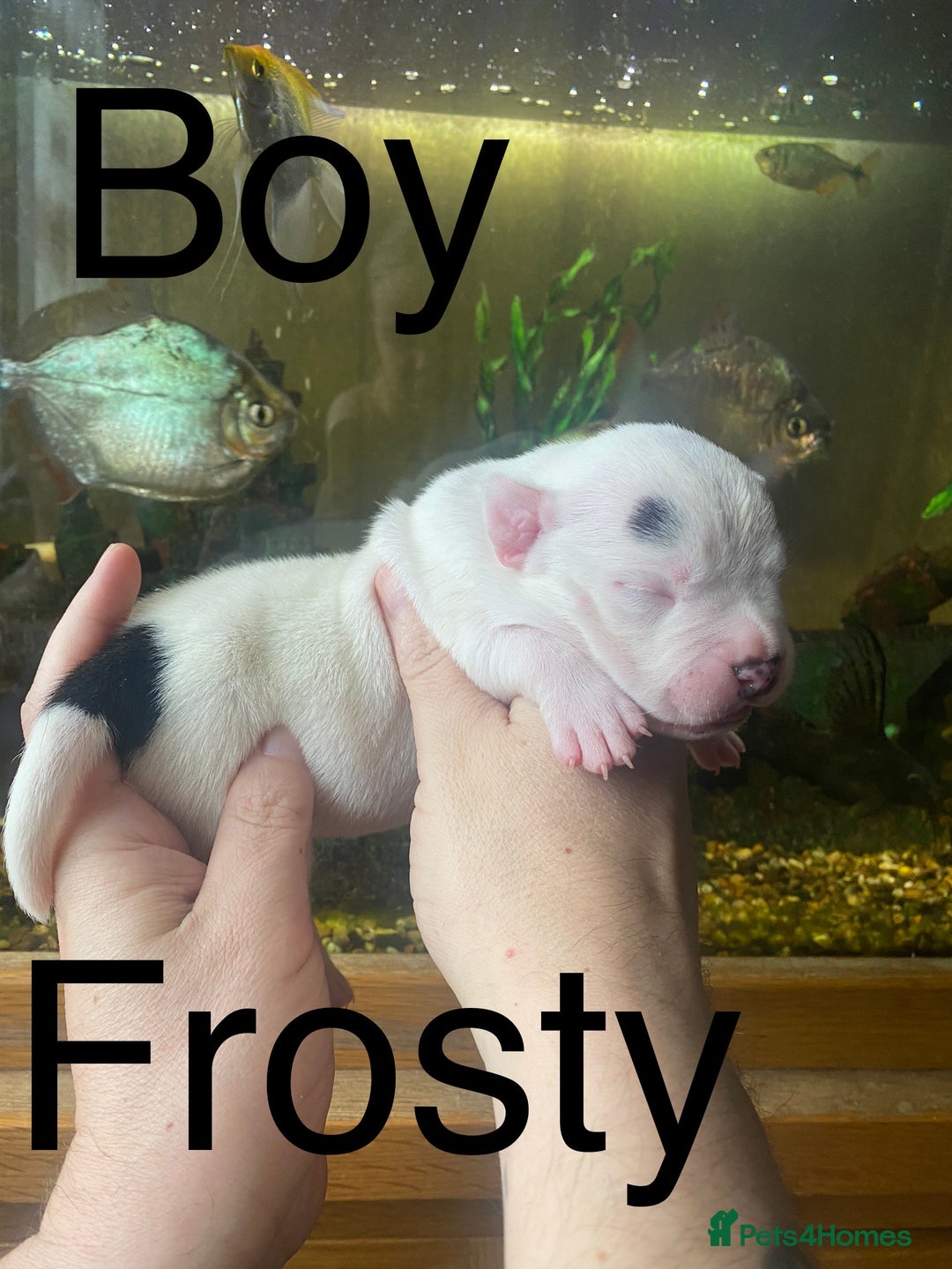 Staffordshire Bull Terrier dogs for sale: Beautiful litter of 10  - Advert 14