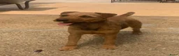 Patterdale Terrier dogs for sale: Patterdale fell terrier puppies  in Redhill - Advert 5