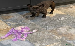 French Bulldog dogs for sale: Rehoming - 8 year old French Bulldog - Image 3