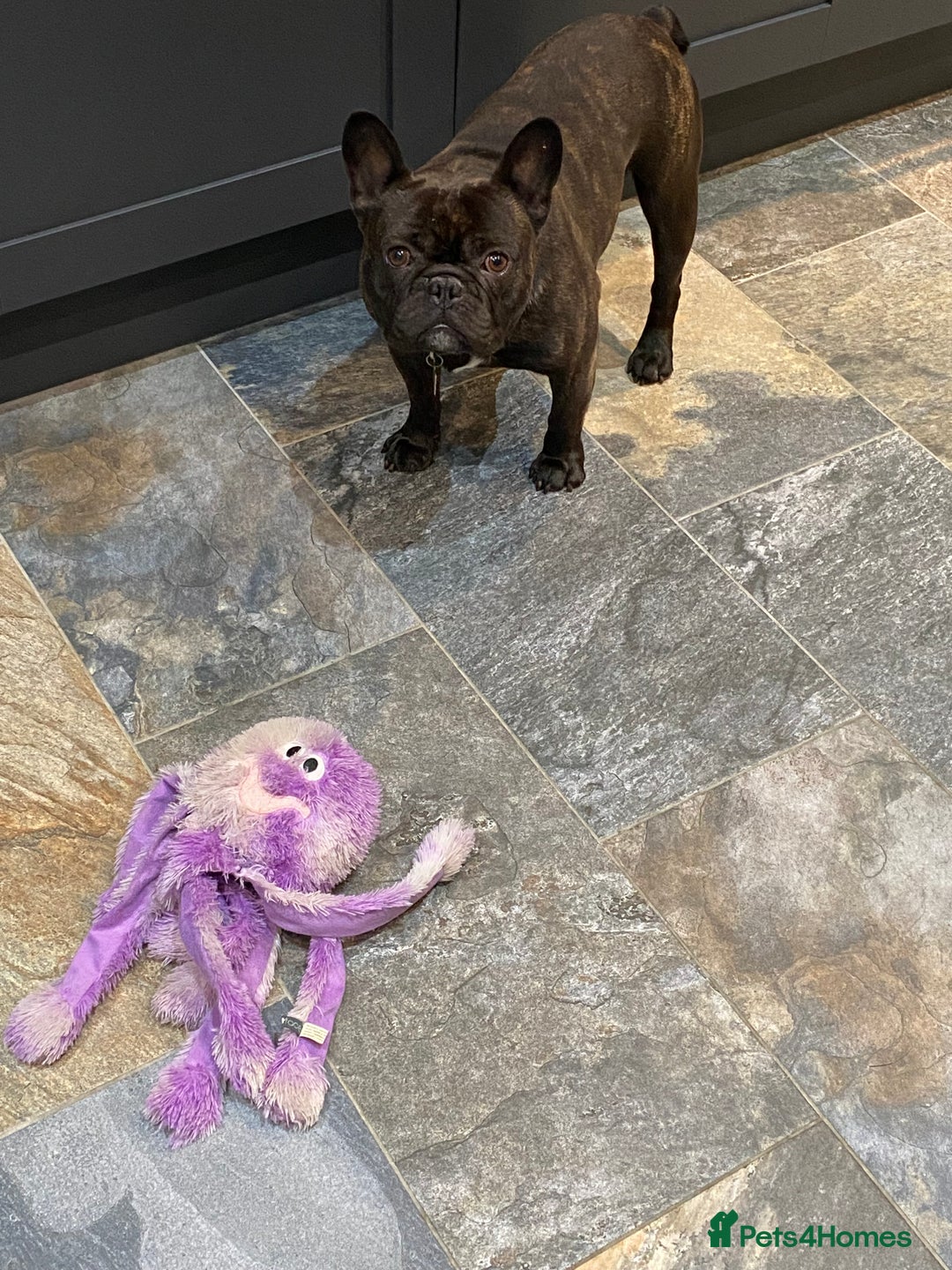 French Bulldog dogs for sale: Rehoming - 8 year old French Bulldog - Image 3