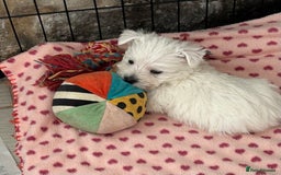 West Highland Terrier dogs for sale: Gorgeous West Highland Pups - Image 3