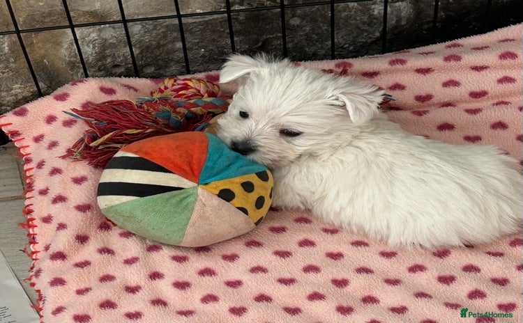 West Highland Terrier dogs Gorgeous West Highland Pups - Advert 12