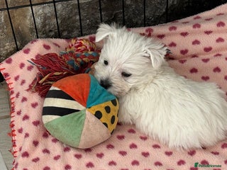 West Highland Terrier dogs Gorgeous West Highland Pups - Advert 10