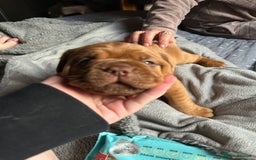 Dogue De Bordeaux dogs for sale: 🐾Dogue de Bordeaux Puppies Champion Bloodlines  - Image 2