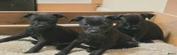 Patterdale Terrier dogs for sale: Patterdale Puppies - 5 Beautiful Bitches - Advert 2