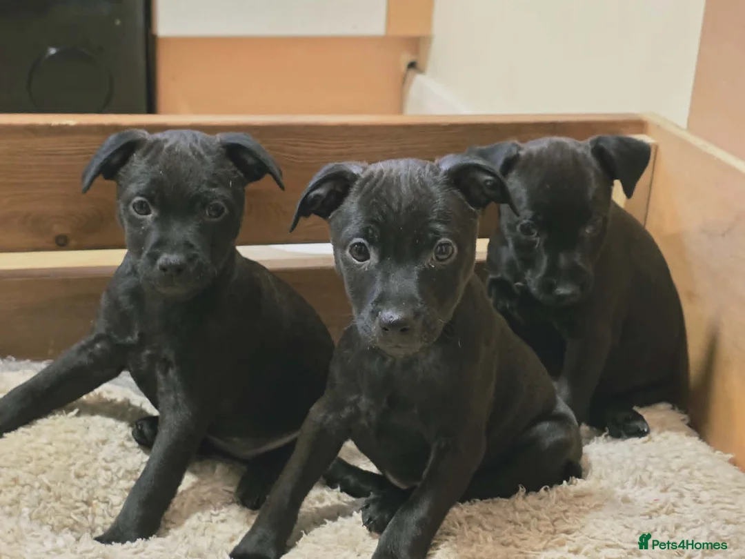 Patterdale Terrier dogs for sale: Patterdale Puppies - 5 Beautiful Bitches - Advert 2
