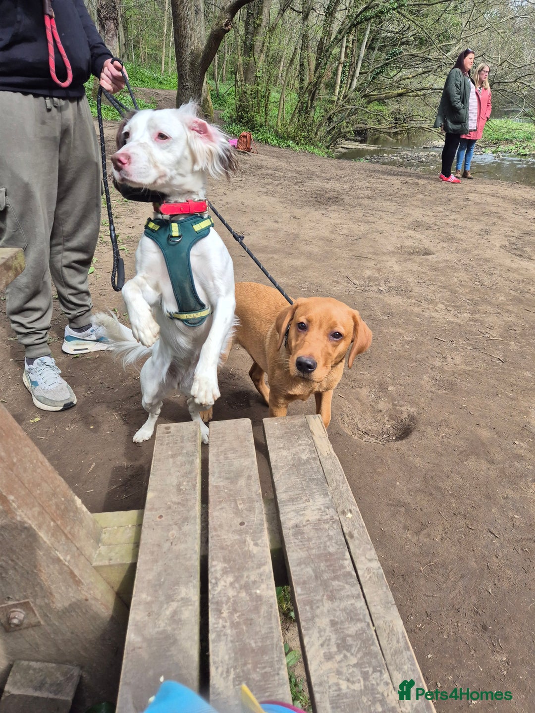 Springador dogs for sale: 3 springador puppies for sale  - Advert 3