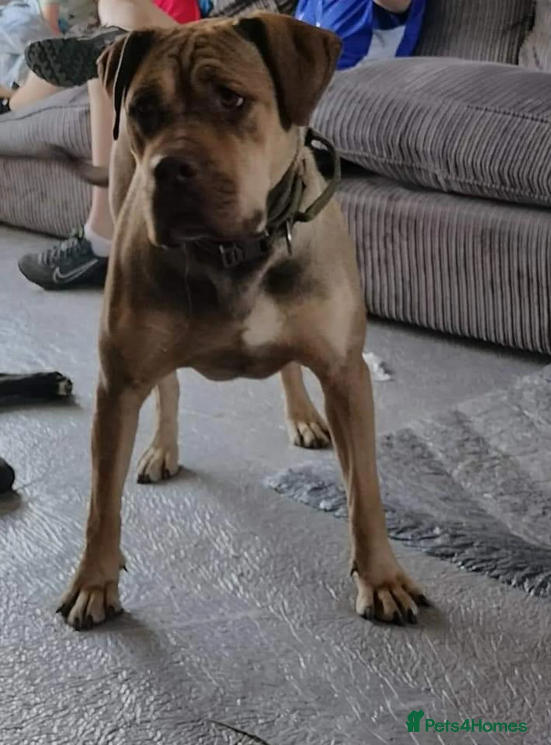 Mixed Breed dogs for sale: Roxy CorsoMix - Advert 5