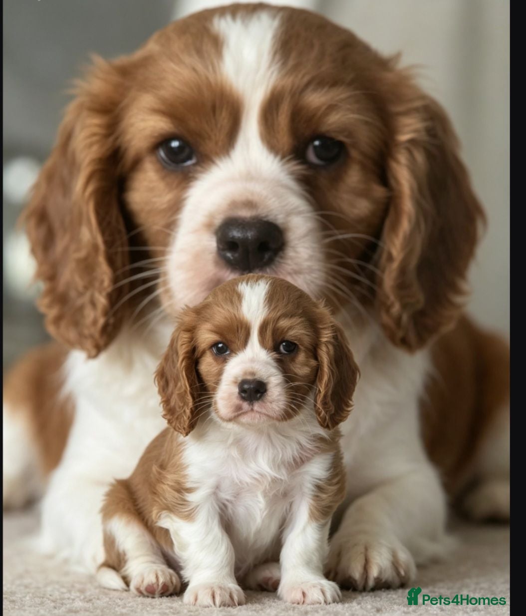Cavalier King Charles Spaniel dogs Absolutely beautiful boy puppy - Advert 6