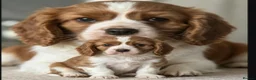 Cavalier King Charles Spaniel dogs for sale: Absolutely beautiful boy puppy - Advert 1
