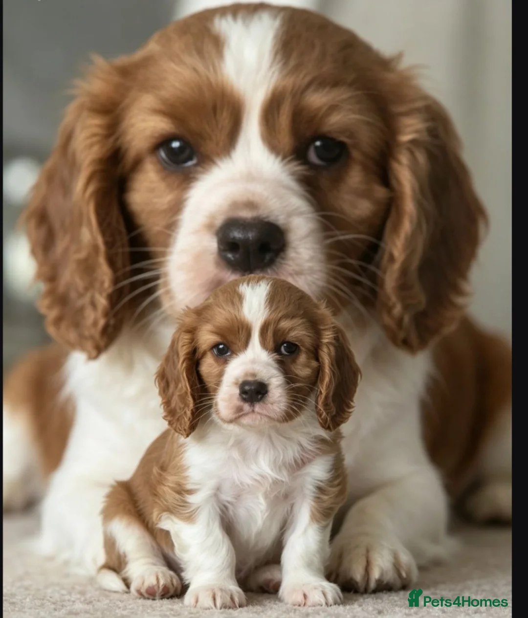 Cavalier King Charles Spaniel dogs for sale: Absolutely beautiful boy puppy - Advert 1