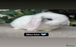 Mini Lop rabbits for sale: Baby mini lops for sale *READY TO LEAVE NOW* - Image 6