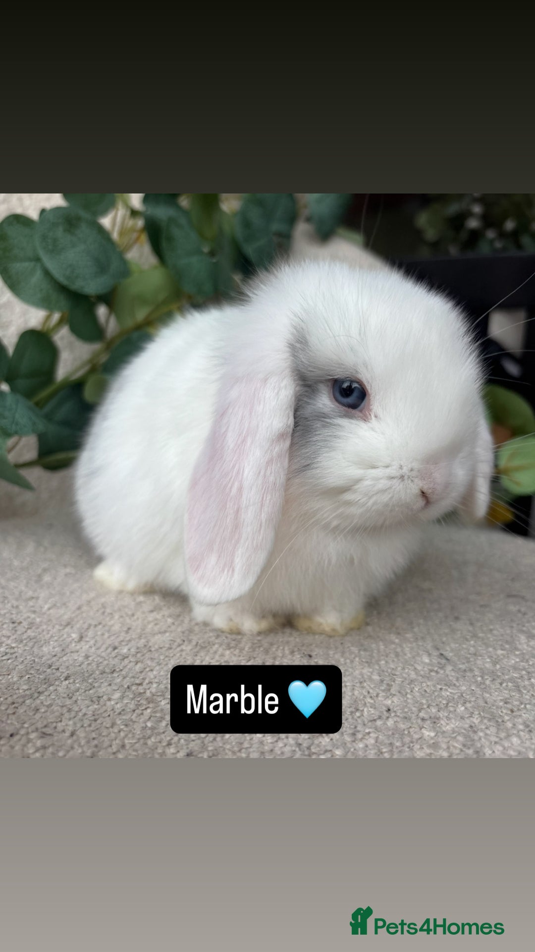 Mini Lop rabbits for sale: Baby mini lops for sale *READY TO LEAVE NOW* - Image 6