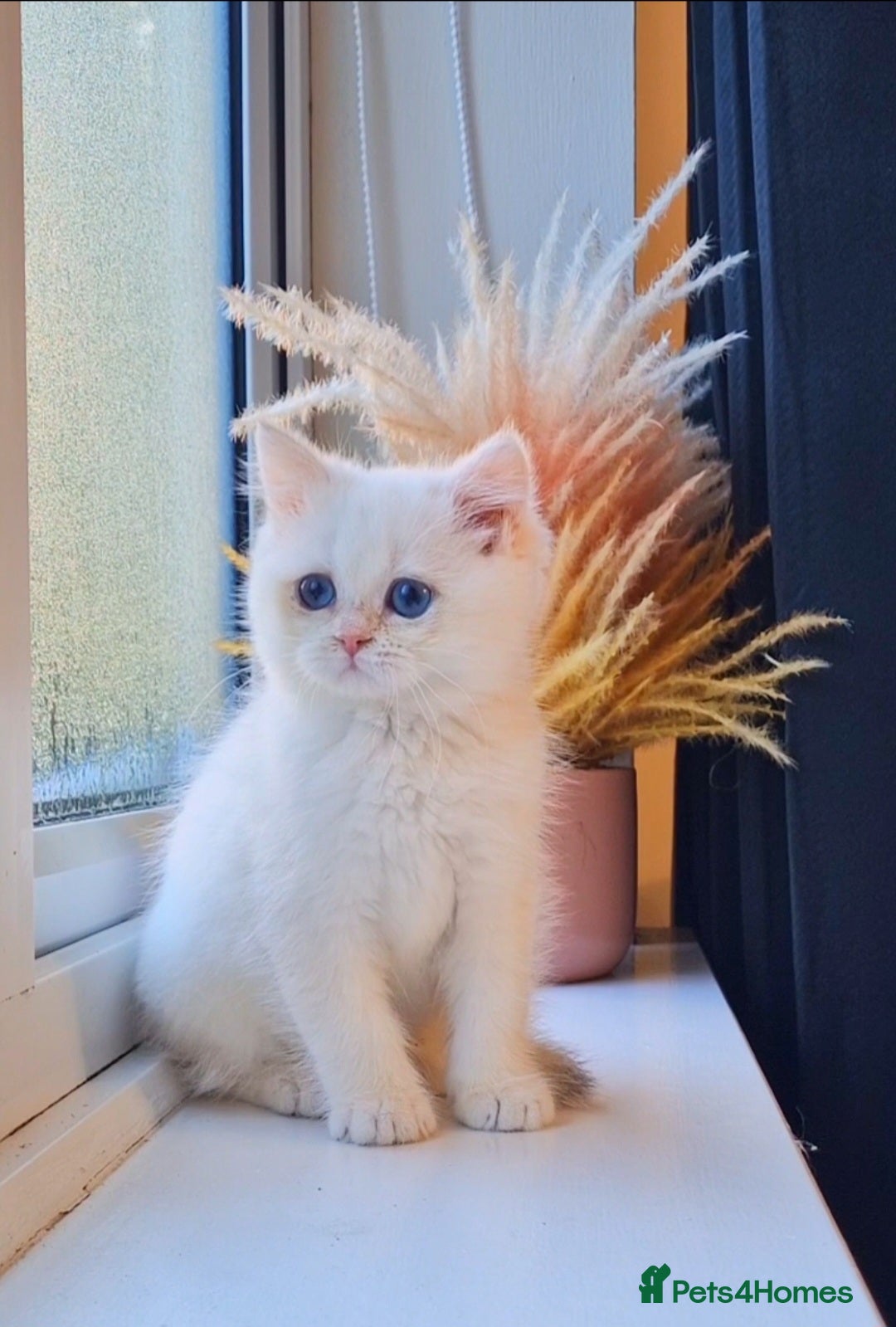 British Shorthair cats for sale: LAST KITTEN - Rare Golden Lilac Point BSH Girl - Advert 1