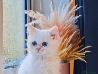 British Shorthair cats LAST KITTEN - Rare Golden Lilac Point BSH Girl - Advert 15