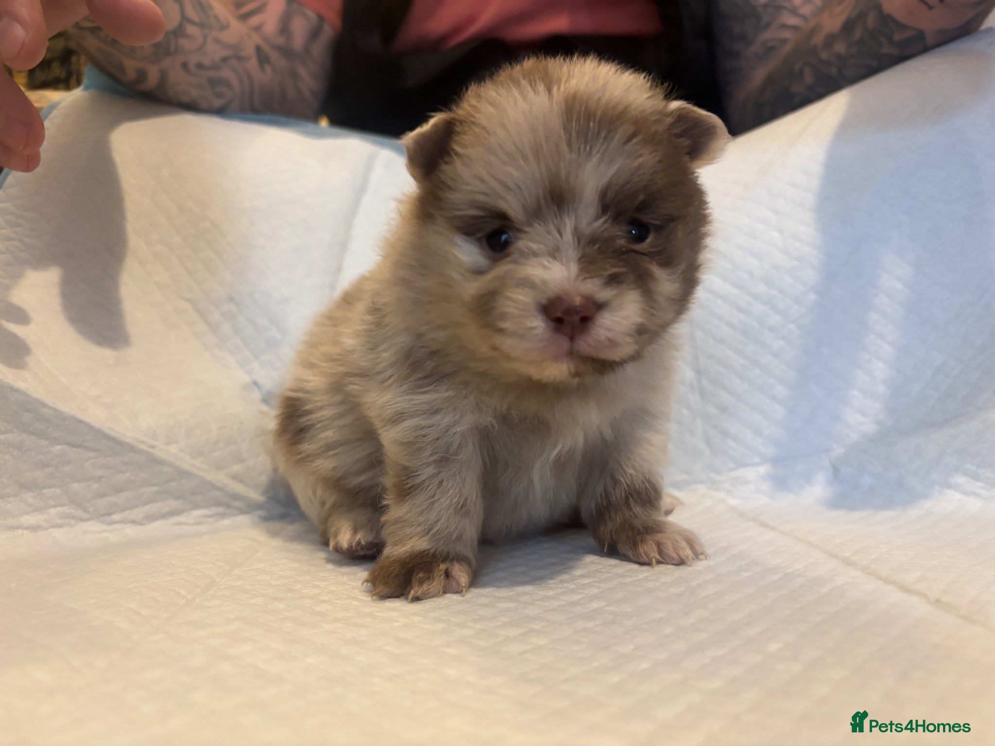 Pomeranian dogs Puppy’s ready in 4 weeks  - Advert 4