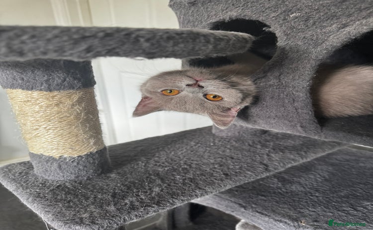 British Shorthair cats - Advert 5