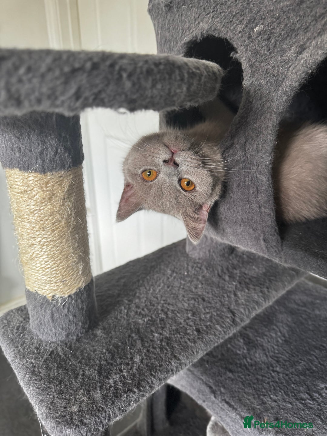 British Shorthair cats for sale: Gorgeous British Shorthair Kittens Chunky, Loving  - Image 1
