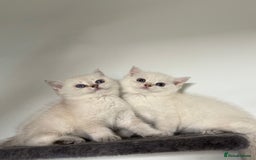 British Shorthair cats for sale: Beautiful GCCF kittens from champion lines  - Image 23