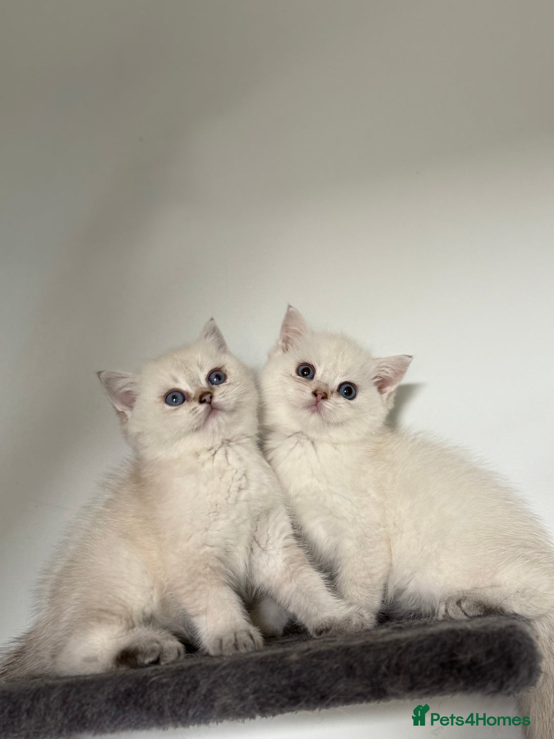 British Shorthair cats for sale: Beautiful GCCF kittens from champion lines  - Image 23