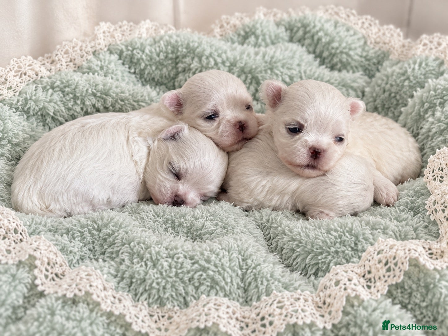 Maltese dogs Korean Maltese  - Advert 12