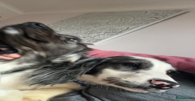 Cocker Spaniel dogs - Advert 4