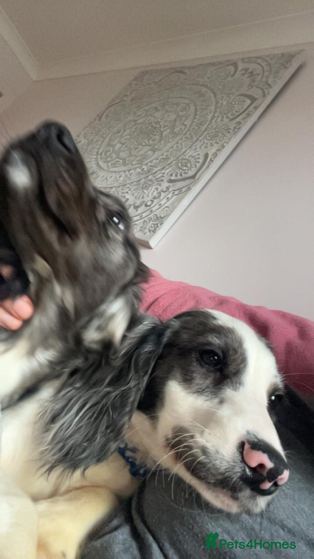 Cocker Spaniel dogs for sale: 2 Male Merle Cocker Spaniels - Image 2