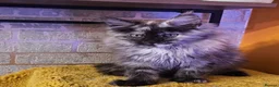 Maine Coon cats for sale: BEAUTIFUL MAINE COON KITTENS FOR SALE - Advert 6