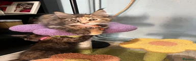 Maine Coon 4