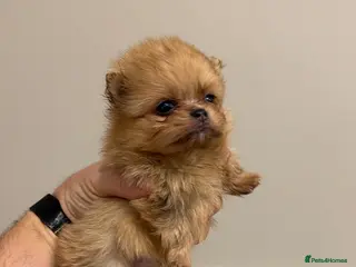 Pomeranian dogs TEDDY FACED POMERANIAN GIRL - Advert 2