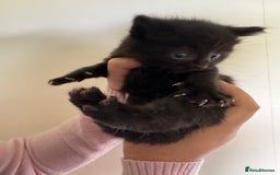 Domestic Shorthair cats for sale: Female tortoise shell and fluffy black with spots - Image 3