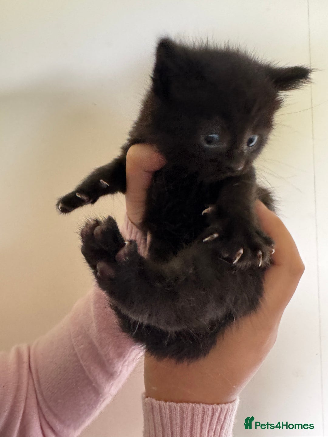 Domestic Shorthair cats for sale: Female tortoise shell and fluffy black with spots - Image 3