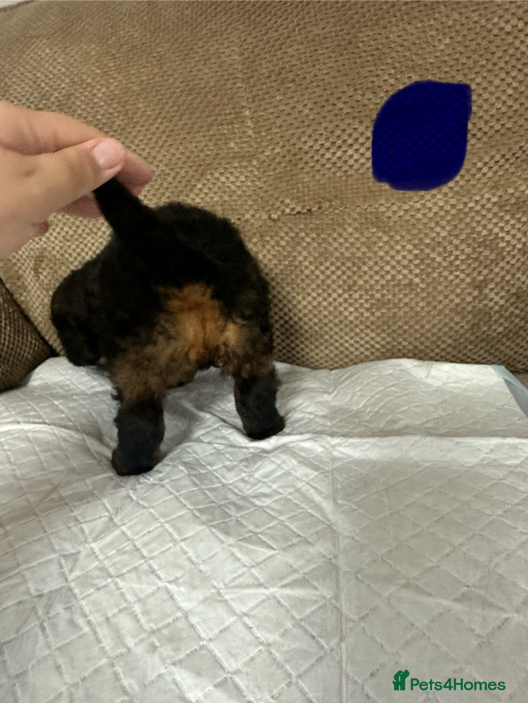 Cockapoo dogs for sale: Outstanding Cockapoos Puppies. 4 boys💙 2 girls 💗 - Image 9