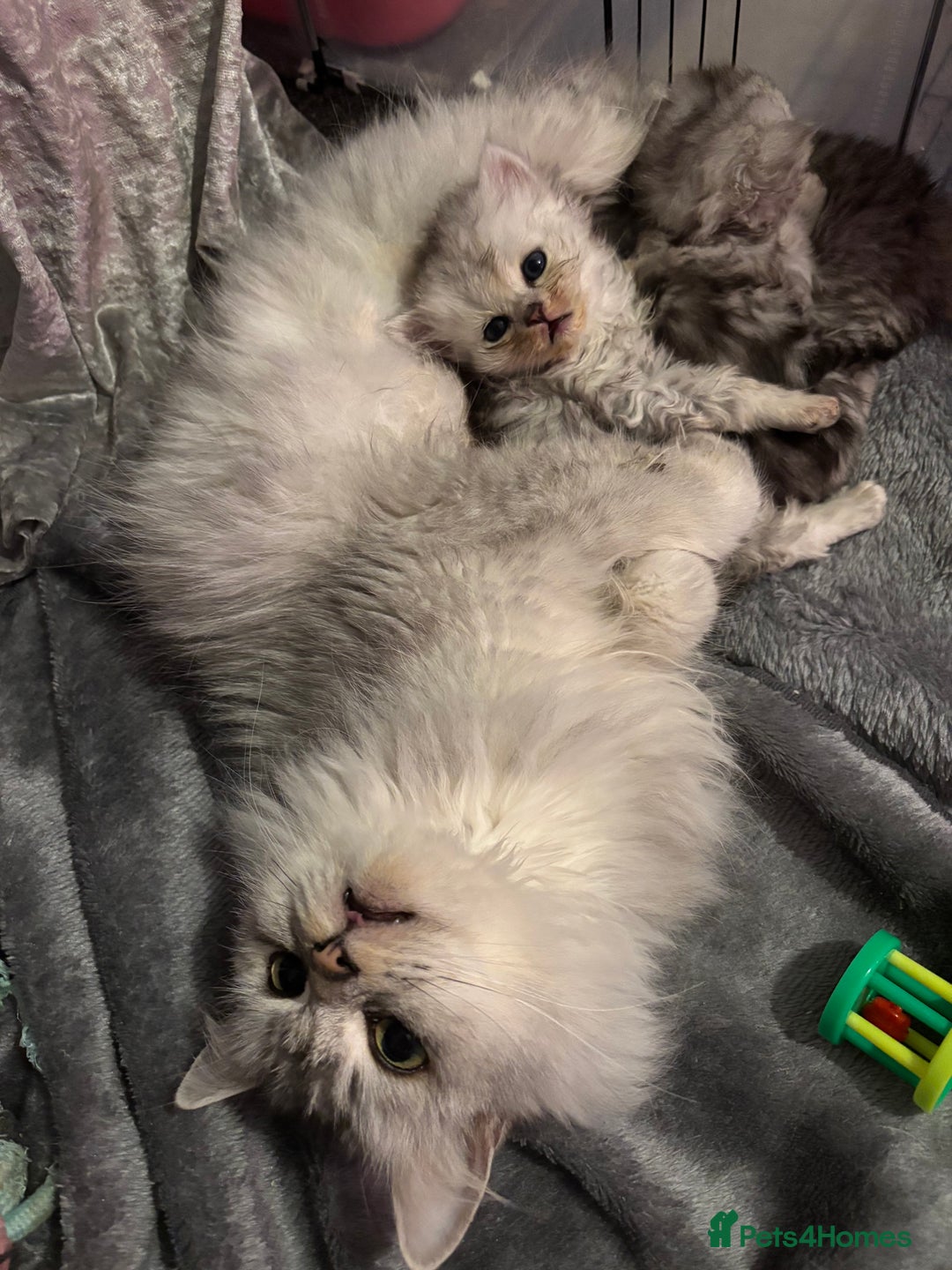 Persian cats for sale: Stunning Persian X mainecoon babies - Advert 12