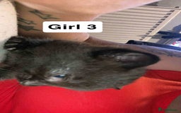 British Shorthair cats for sale: 3 lovely black kittens  - Image 6