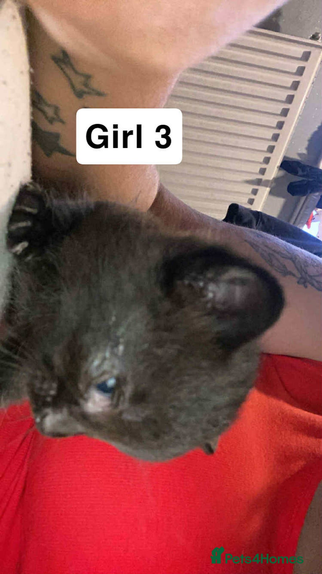 British Shorthair cats for sale: 3 lovely black kittens  - Image 6