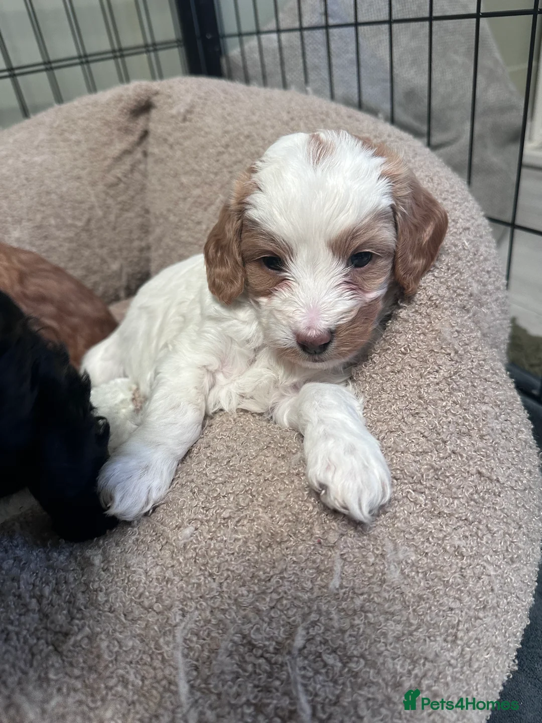 Cockapoo dogs for sale: Beautiful F2 Cockapoo Puppies - Advert 10
