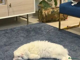 Mixed Breed cats MYKO HANDSOME AFFECTIONATE VACCINATED NEUTERED - Advert 1