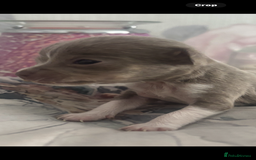 Chihuahua dogs for sale: Lilac girls - Image 6