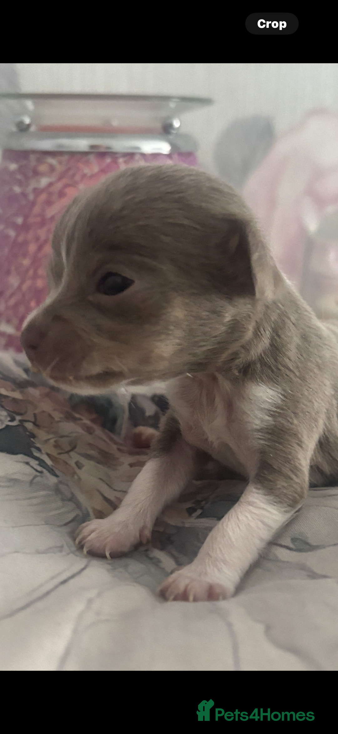 Chihuahua dogs for sale: Lilac girls - Image 6