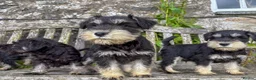 Miniature Schnauzer dogs for sale: Stunning K.C.reg  miniature Schnauzer puppies  - Advert 7