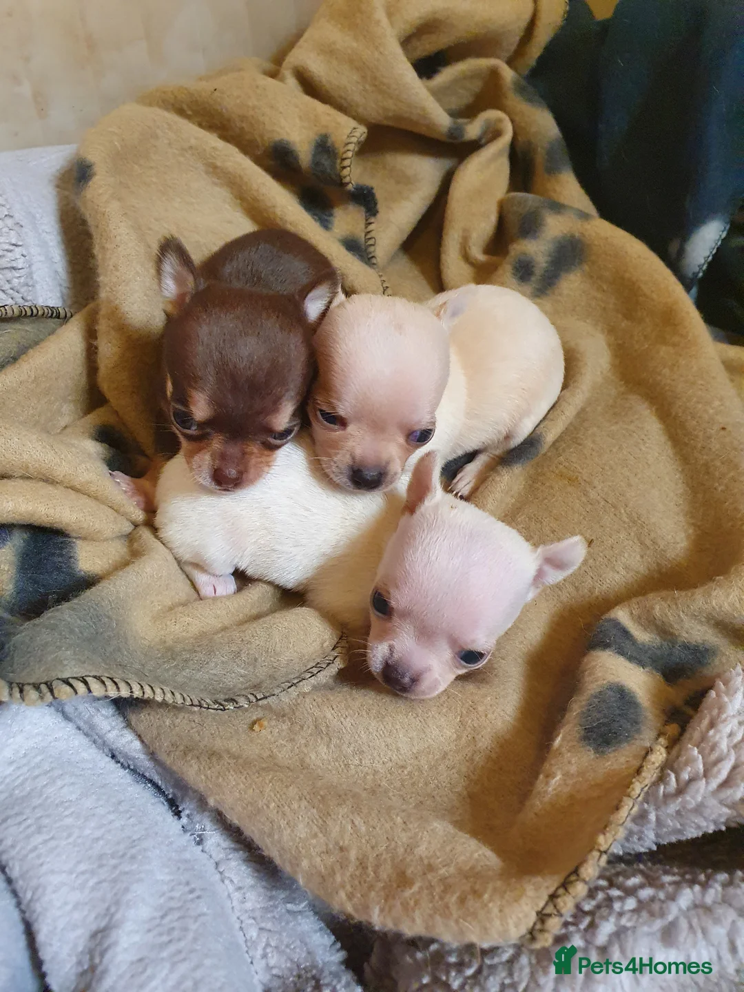 Chihuahua dogs for stud: Chihuahua in Launceston - Advert 5