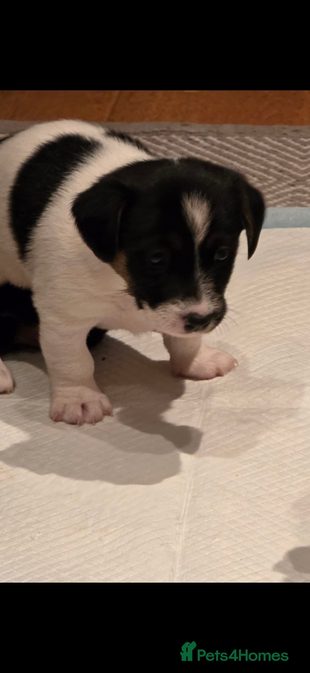 Jack Russell dogs for sale: Jack Russell puppies  - Image 19
