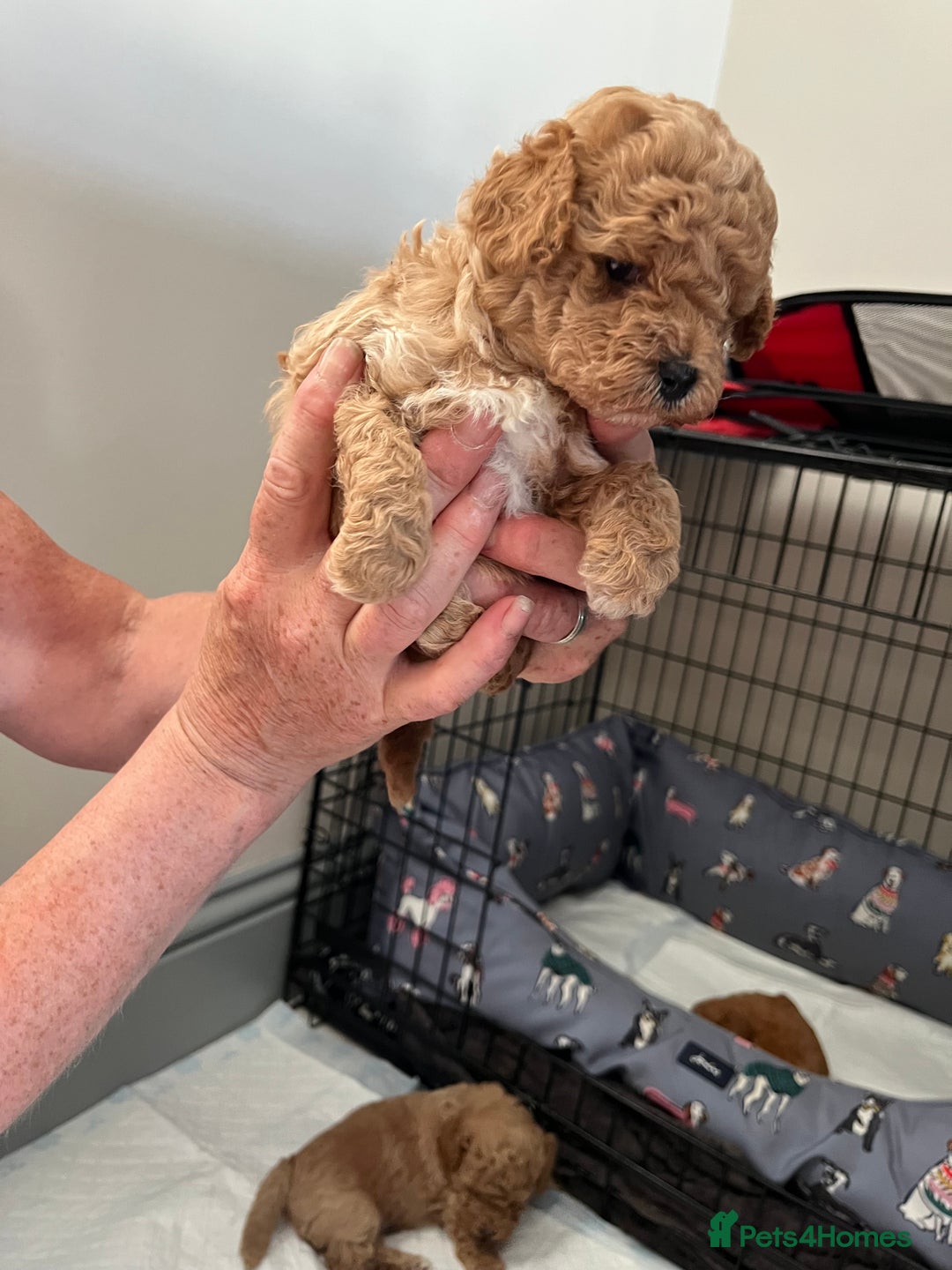 Poochon dogs for sale: 1 female 1 male Poochon puppy.  - Image 14