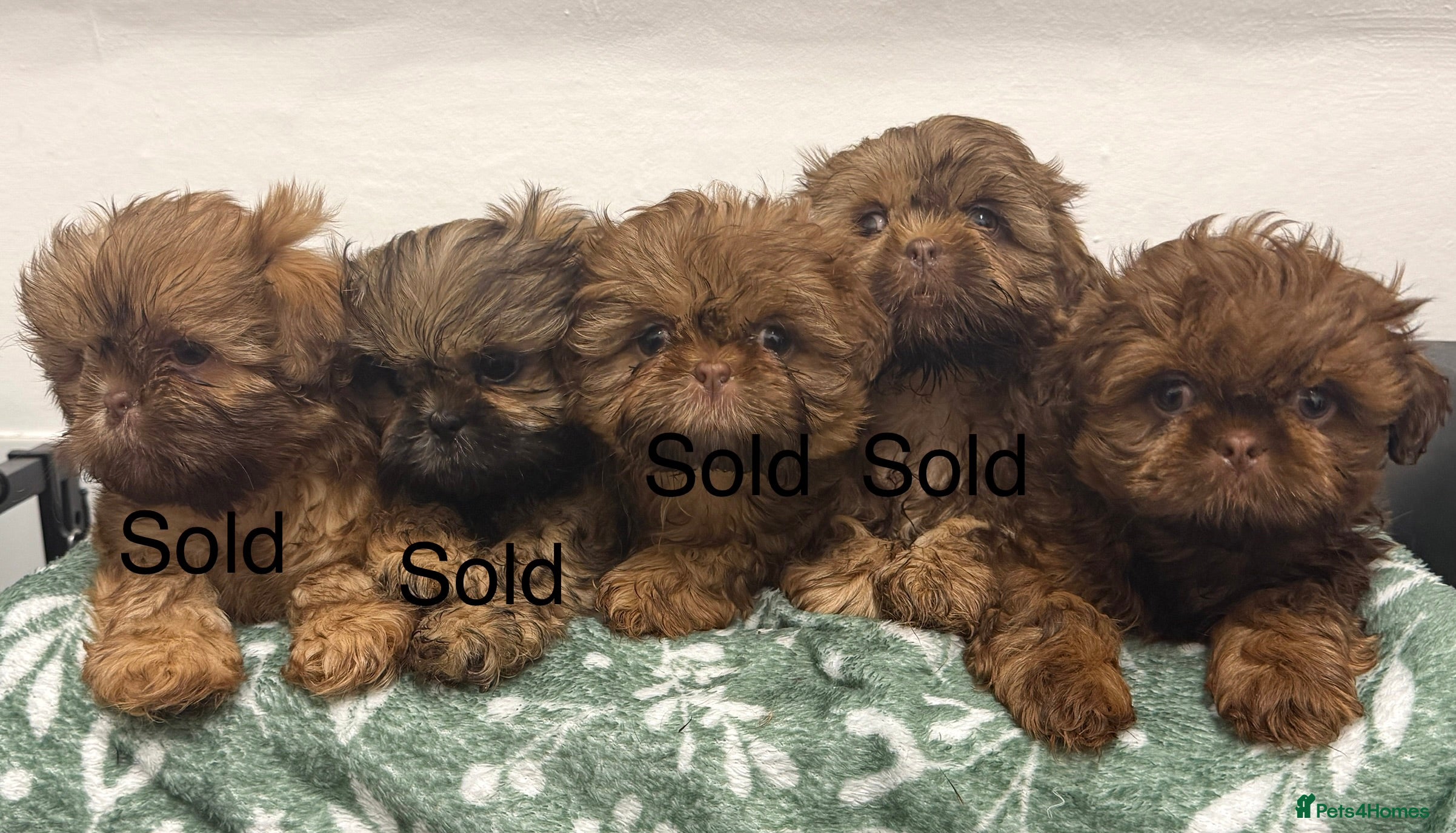 Shih Tzu dogs Miniature Shih Tzu Puppies READY NOW  - Advert 9