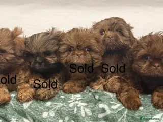 Shih Tzu dogs Miniature Shih Tzu Puppies READY NOW - Advert 9