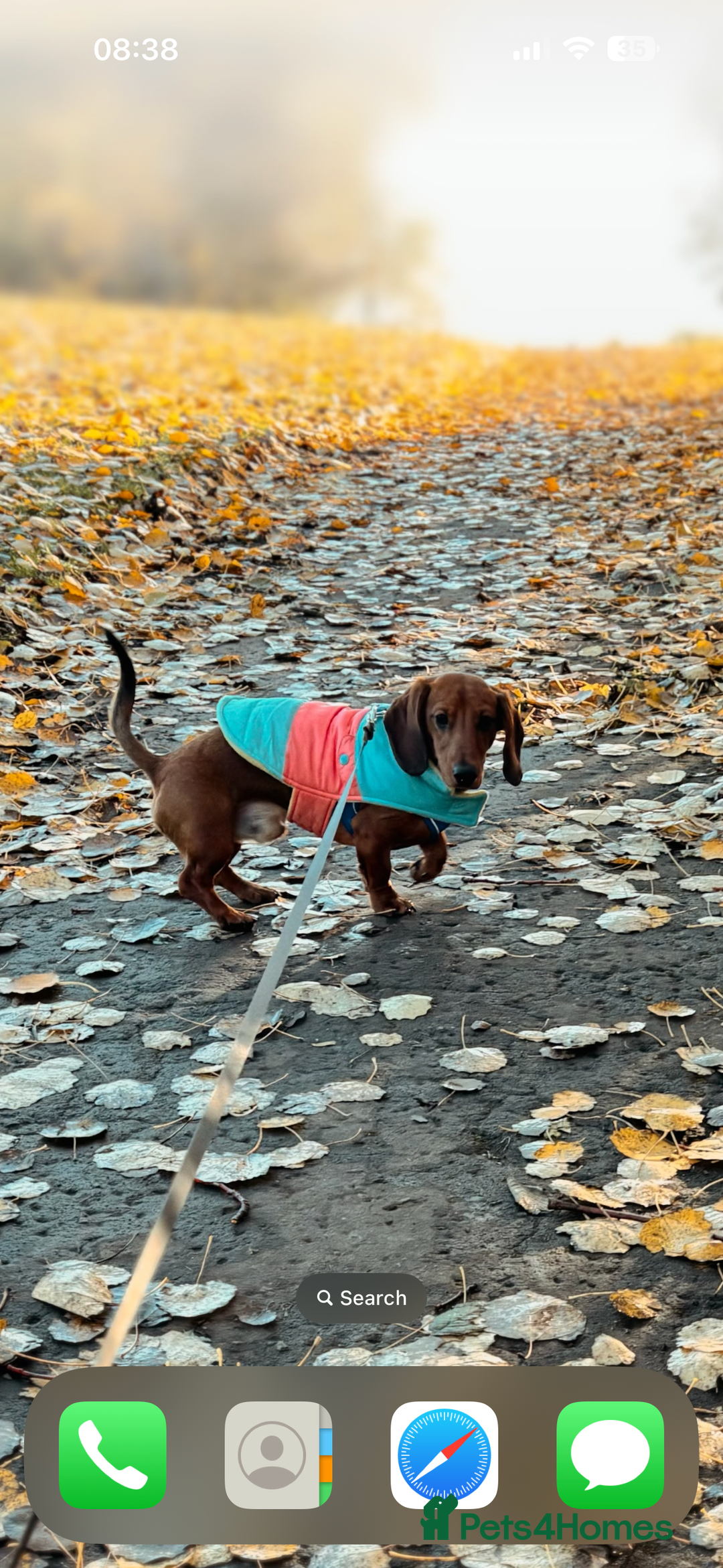 Miniature Dachshund dogs for sale: 2 year old male miniature dachshund  - Advert 4