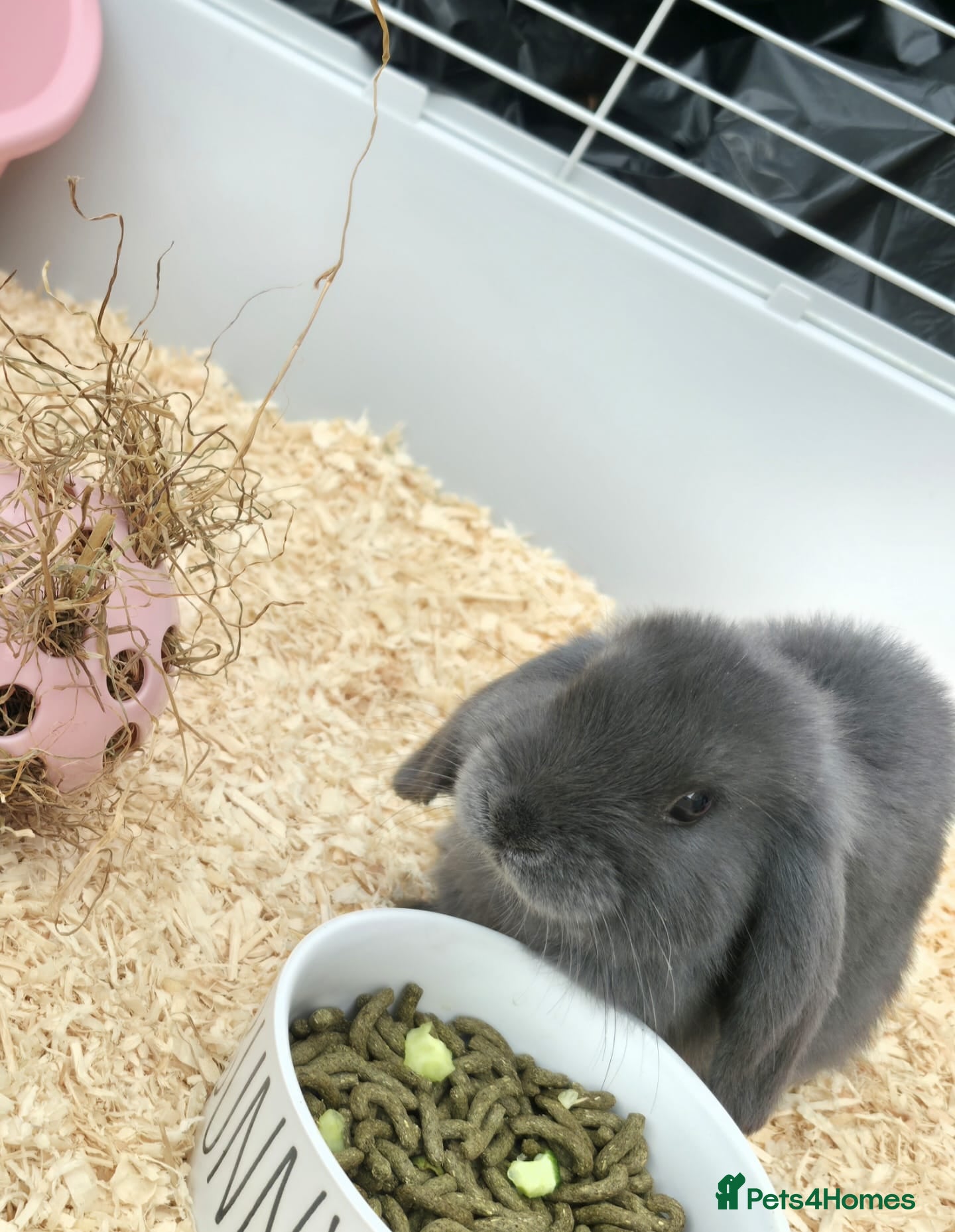 Mini Lop rabbits Mini Lops Girls 🎀 - Advert 5