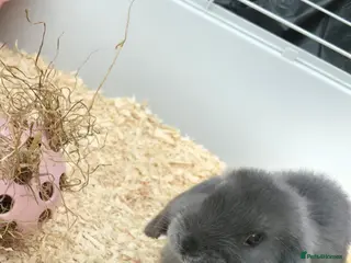 Mini Lop rabbits Mini Lops Girls 🎀 - Advert 5